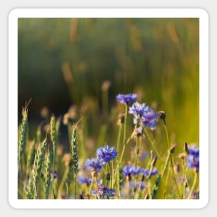 Cornflowers and common wheat Sticker